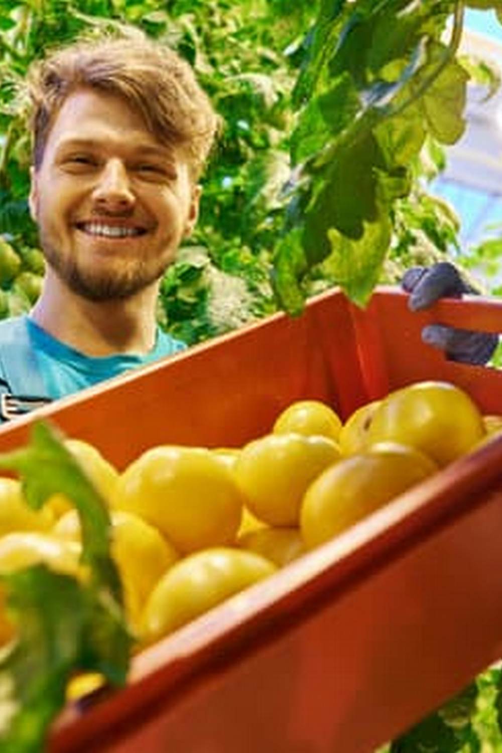 Is Treated Pine Bad for Vegetable Gardens 1 'Is Treated Pine Bad for Vegetable Gardens: Consider Natural Cedar or Redwood for Healthier Soil'