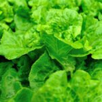 Vertical vegetable gardening: an innovative and space-saving way to grow fresh produce at home