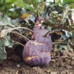 Healthy Tomato and Lettuce Plants thriving in Urban Vegetable Gardens