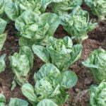 Vegetable Gardening Hawaii Clubs Join Hawaii Clubs for Vegetable Gardening: Connect with local growers and share tips for thriving gardens in Hawaii