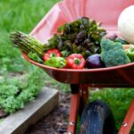 Explore our variety of tools and seeds at the Vegetable Gardening Shop for a fruitful harvest