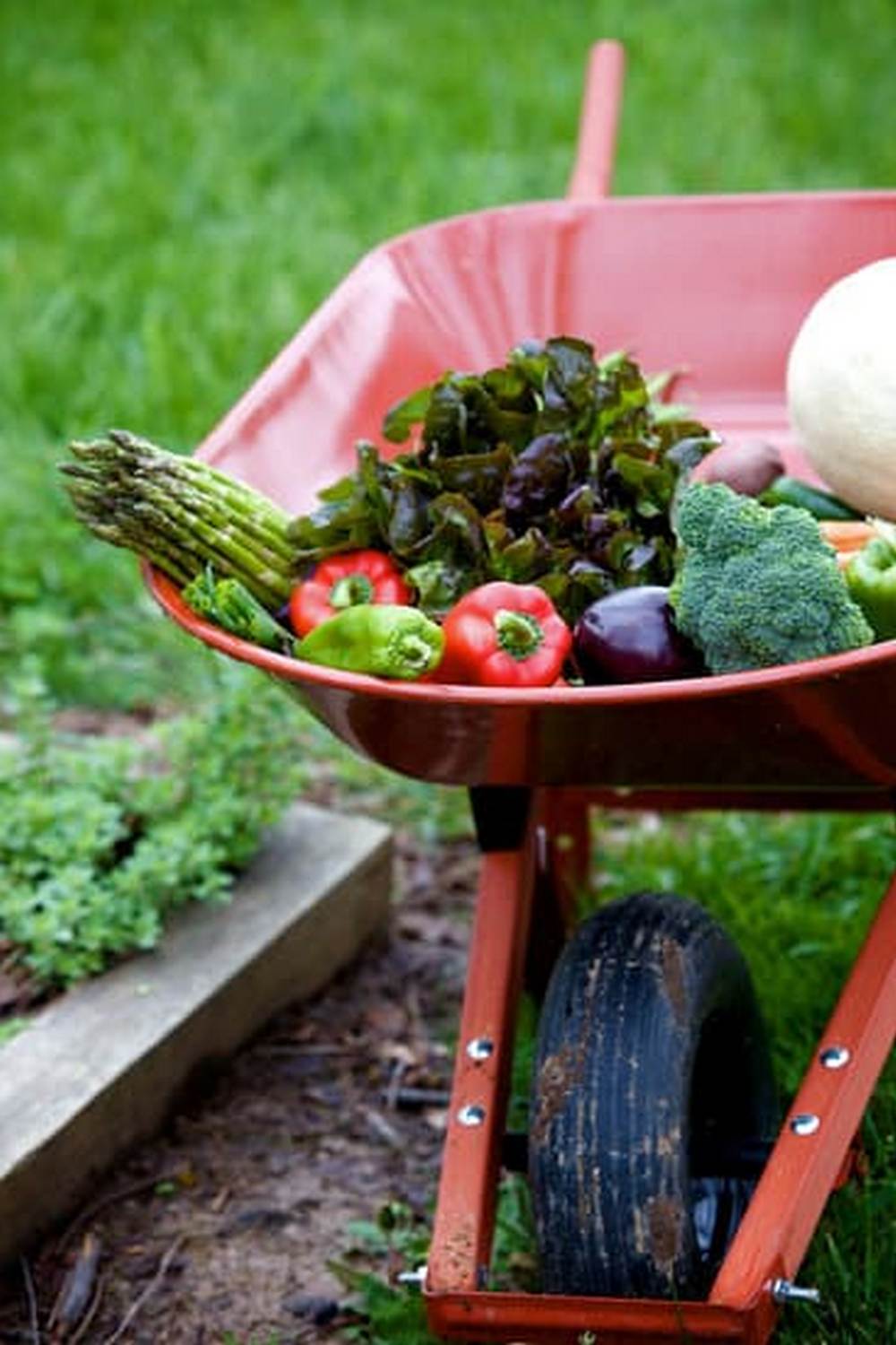 Explore our variety of tools and seeds at the Vegetable Gardening Shop for a fruitful harvest