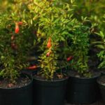 Pesticide Spray for Vegetable Gardens: Safe, Effective Protection for Your Crops