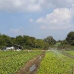 Can Hay - Alternative mulch for vegetable gardens, sustainable and effective