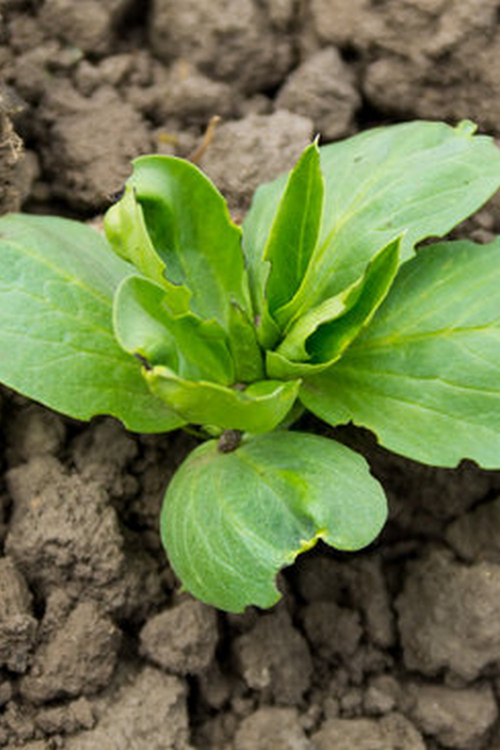 Tips for Success: Vegetable Gardening in Cold Climates