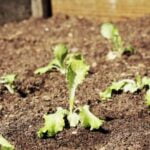 Learn to grow vegetable trees with our gardening app - VEGETABLE TREE GARDENING APP