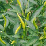 Midwest vegetable garden with tomatoes, cucumbers, and peppers growing in red soil