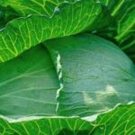 Get green with tips for vegetable gardening: unleash your green thumb potential and grow your own fresh produce