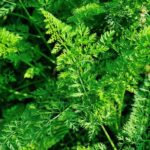 Organic compost: top pick for vegetable gardens