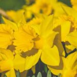 How to prevent insects and diseases affecting gardening vegetables: essential tips for a healthy harvest