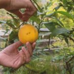 Expert vegetable gardening tips for Australia's climate and soil conditions - essential advice for successful cultivation