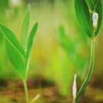 Download PDF: Types of Vegetable Gardens - A Guide to Sustainable Gardening