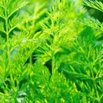 Safe for vegetable gardens: Black dyed mulch is organic and non-toxic, enhancing soil and preventing weeds