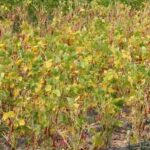 Explore gardening best ideas for growing nutrient-rich vegetables in your own backyard