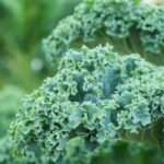 Miracle Gro for Lush Vegetable Gardens: A Gardener's Delight