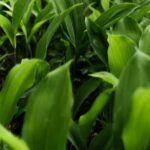 Vegetables From Gardens Freshly harvested vegetables from gardens, including tomatoes, cucumbers, and peppers
