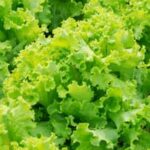 Container vegetables: balcony gardening ideas with limited space for urban dwellers looking to grow their own produce