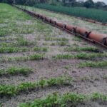 Explore the best vegetable gardening magazines for expert tips, grow guides, and beautiful garden inspiration