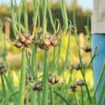 Charleston Gardens Vegetable Rug: Vibrant handwoven rug depicting a bountiful harvest of fresh, colorful vegetables