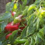 Thriving Portland vegetable garden with ripe produce, lush plants, and sustainable practices