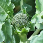 Tub Gardening for Vegetables: Compact Growing Solutions for Urban Spaces