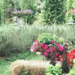 Vibrant full sun vegetable gardens bursting with life and color