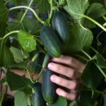 Optimal Times for Watering Your Vegetable Container Garden - Key to Healthy Plant Growth