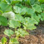 Rustic backyard vegetable garden with raised beds and abundant crops - IMAGES OF BACKYARD VEGETABLE GARDENS