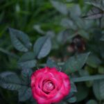 Central Virginia Vegetable Gardening: Tips, Best Practices, and Ideal Crops for Success