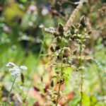 Natural Weed and Grass Killer Safe for Vegetable Gardens: Protect Your Crops from Unwanted Growth