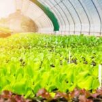 Helpful tips for beginner vegetable gardeners: planning, soil prep, and seed selection