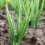 Watering vegetable gardens: Properly hydrating the soil to support healthy growth and abundant harvests