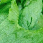 Week by Week Vegetable Gardeners Handbook WEEK BY WEEK VEGETABLE GARDENERS HANDBOOK: Comprehensive guide for beginner gardeners with a weekly plan