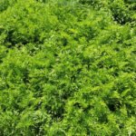 Nutrient-rich pine needle mulch for thriving vegetable gardens, protects soil, and retains moisture