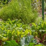 Image of ants in vegetable gardens: potential damage to plants and natural pest control