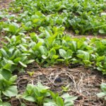 Non-toxic organic weed killers safe for vegetable gardens: essential for healthy, thriving plants