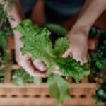 Nutrient-rich soil mix for successful container vegetable gardening, ensuring healthy growth and bountiful harvests
