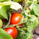 Organic Diatomaceous Earth for Vegetable Gardens: Natural Pest Control and Soil Amendment