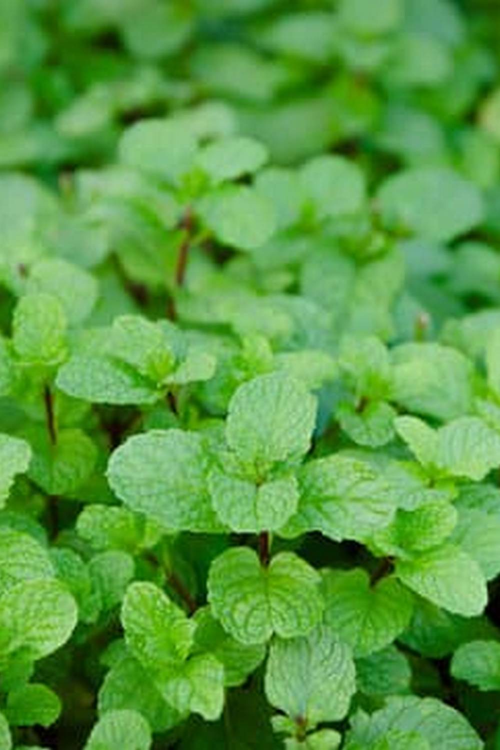 Discover the benefits of vegetable gardens in schools: promoting healthy eating and environmental education