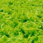 North Texas Vegetable Gardening: Tips for Growing Healthy Produce in the Lone Star State