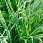 Master Vegetable Gardener: Expert tips for growing and maintaining a bountiful vegetable garden year-round