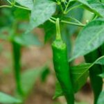 Organic North Texas Gardening: Fresh Vegetables, Tips, and Techniques for a Bountiful Harvest