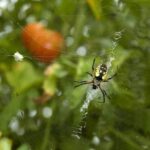 Organic deer repellent spray for vegetable gardens: safe, natural, and effective