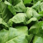 Effective tips for how to keep rabbits away from vegetable gardens using natural deterrents