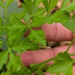 Preschool Songs: Growing Gardens and Vegetables with Seeds