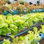 Healthy and Educational: School Vegetable Gardens Provide Hands-On Learning for Students