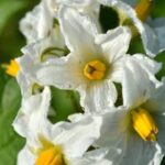 Use non-contaminating WIL hardware cloth to protect soil in vegetable gardens from contamination