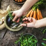 Using pine needles for path around vegetable gardens: sustainable and natural ground cover choice