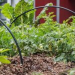 Simple garden layouts for beginners, like easy vegetable gardens for beginners, with step-by-step guides