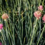 Repels All Safe for Vegetable Gardens: Natural, Non-toxic Pest Control Solution for Your Plants